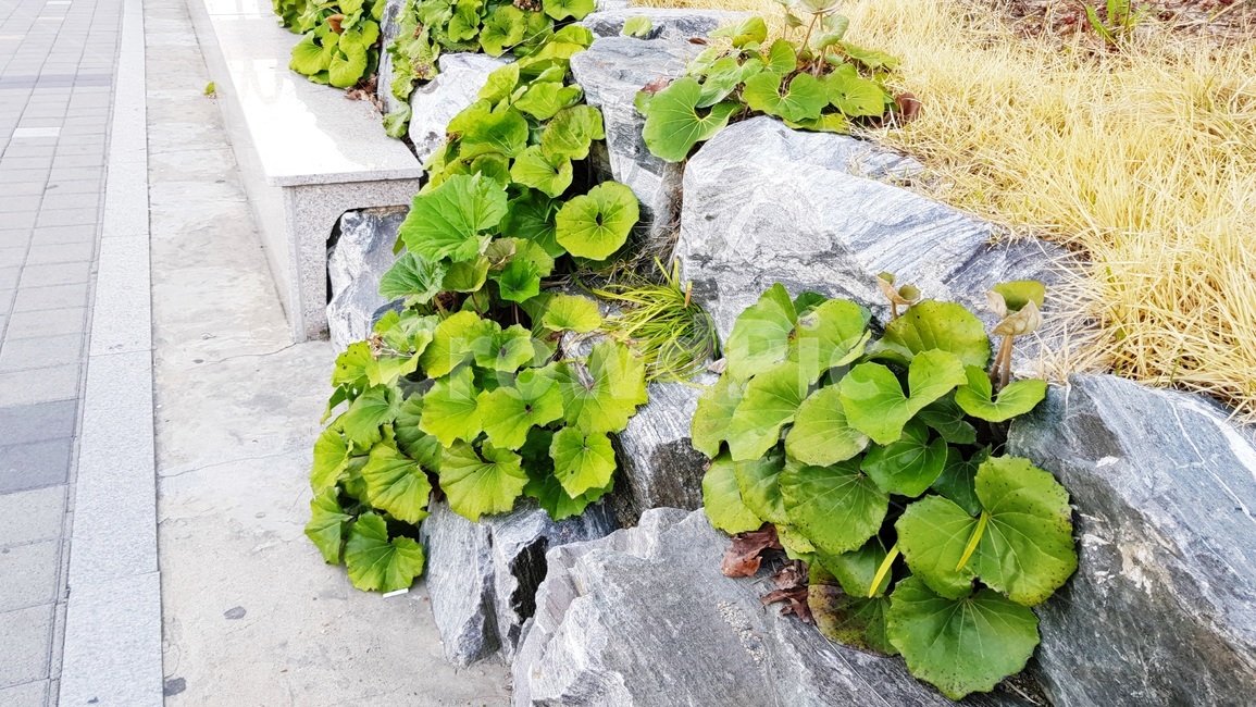 나뭇잎,풀,잡초,길가,전봇대,식물,자연,plants,nature