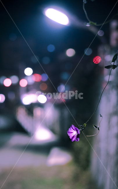 나팔꽃,꽃,식물,밤거리,벽,야경,보라색꽃,야경,밤,풍경,nightscape,night,landscape,식물,자연,plants,nature,꽃,flower