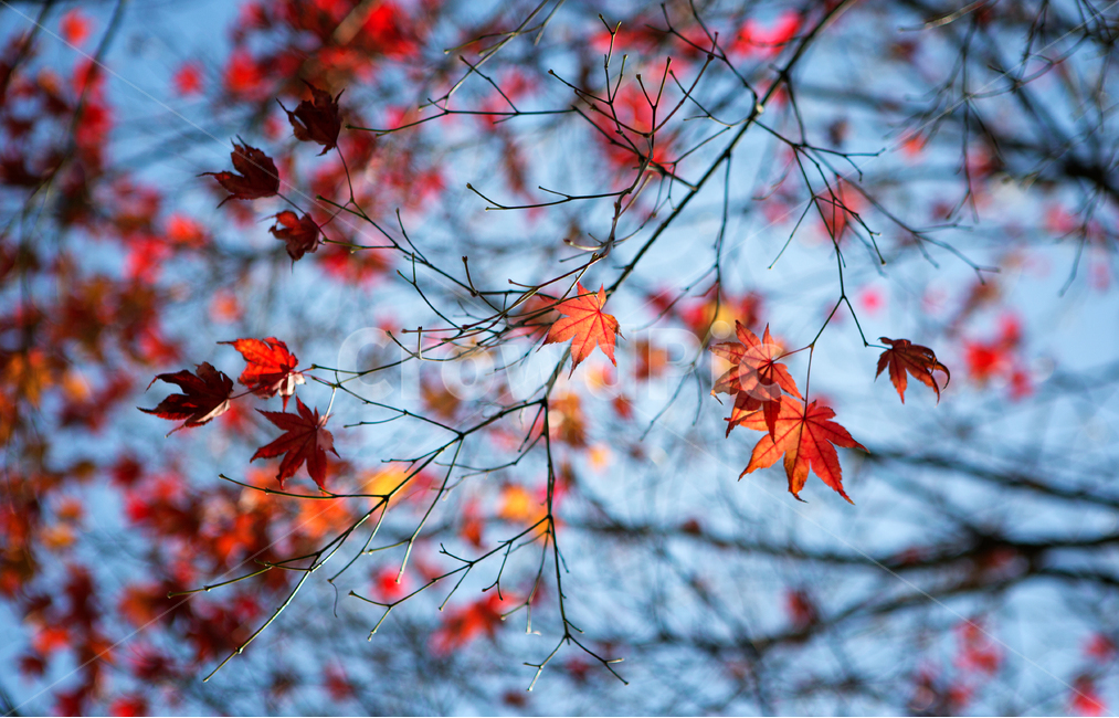 풍경,자연,단풍,가을,단풍나무,낙엽,가을,계절,fall,autumn,season,식물,자연,plants,nature,leaf,잎,plant,tree,나무