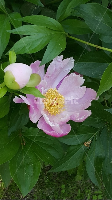 모란,여름꽃,식물,꽃,분홍꽃,식물,자연,plants,nature,꽃,flower