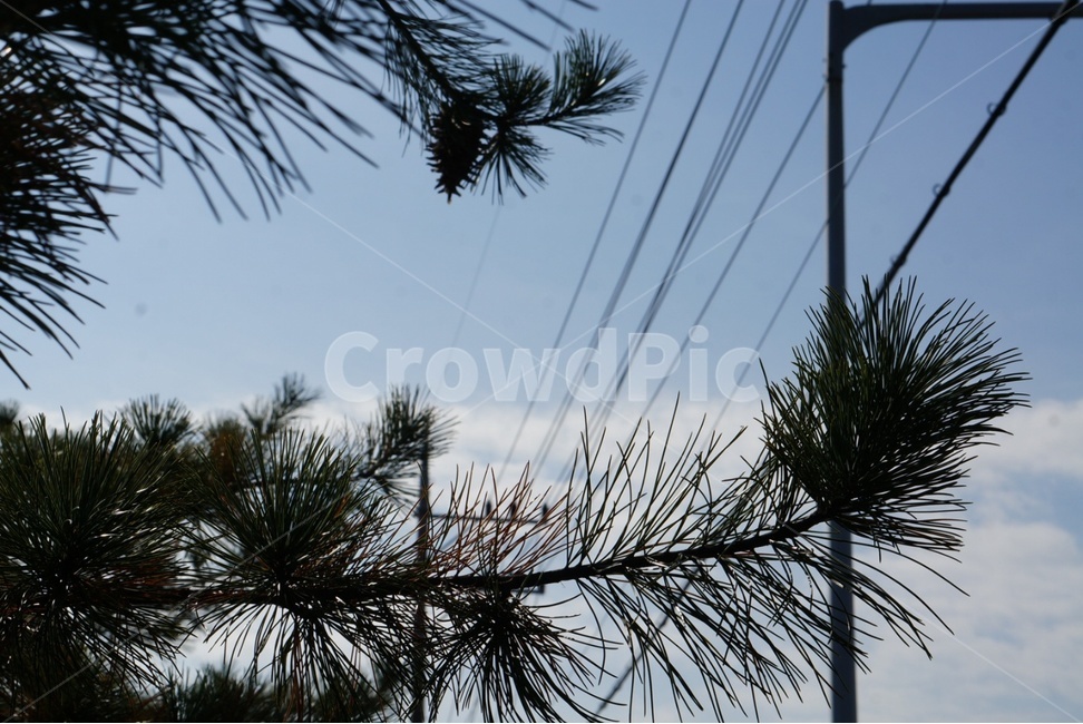 나무,tree,하늘,힐링,여유
