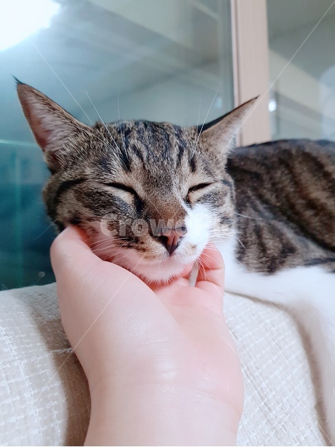 고양이,cat,집사,sleep,동물