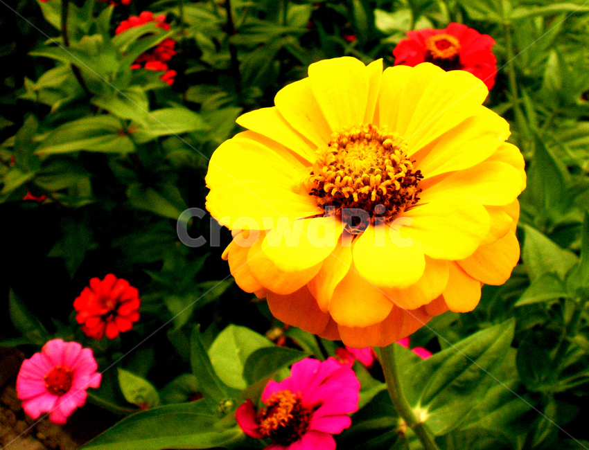백일홍,zinnia,꽃,flower,식물,plant,색상,color,노란색,yellow,식물,자연,plants,nature,꽃,flower