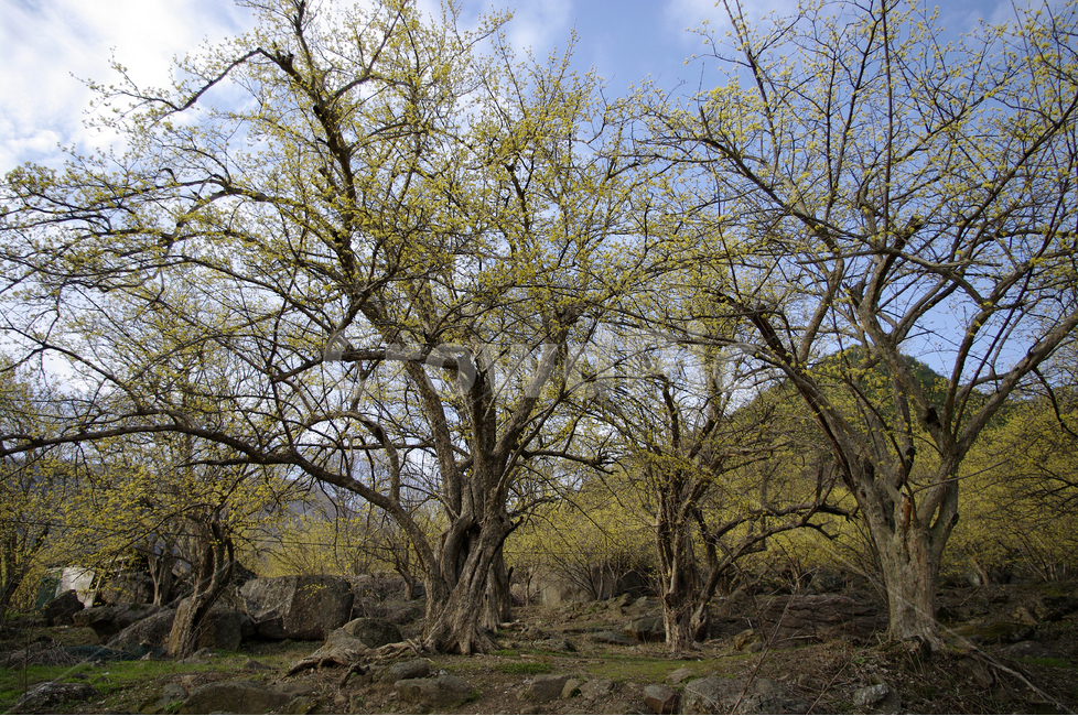 산수유,나무,하늘,파란하늘,꽃봉오리,봄,봄날,봄풍경,봄꽃,감성,spring,flower,봄길,산책,봄나들이,식물,꽃,봄,계절,spring,season,식물,자연,plants,nature,나무,trees,wood,tree,plant,tree trunk,나무 줄기