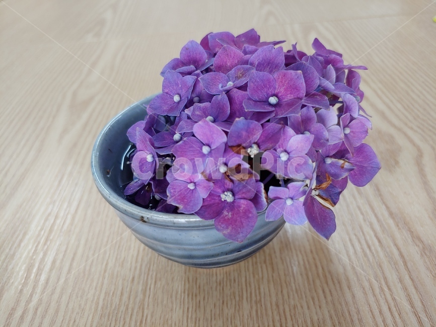 수국,화병,꽃꽂이,꽃,수국꽃,보라,보라수국,flower,violet,vase,decor