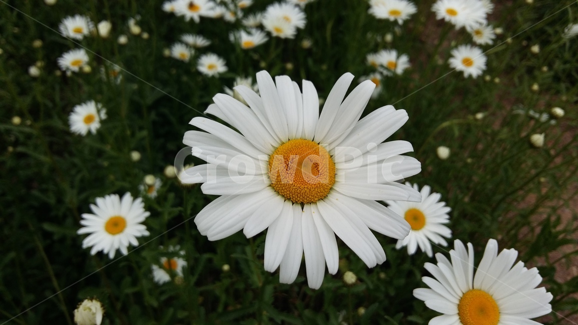 야생화,꽃,들국화,구절초,구일초,선모초,고뽕,식물,자연,plants,nature,꽃,flower
