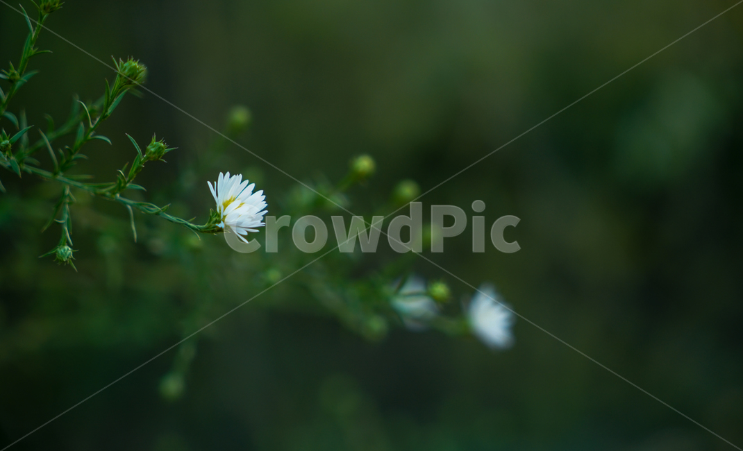 감성,들꽃,꽃,야생화,미국쑥,식물,자연,식물,자연,plants,nature,꽃,flower
