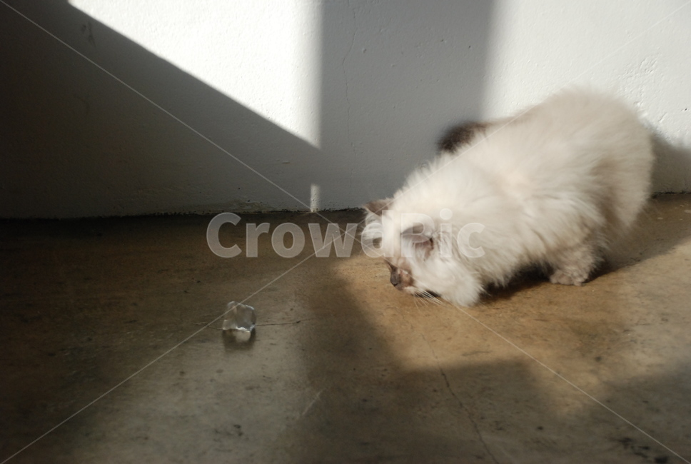 고양이,아기고양이,얼음,귀여움,호기심,따뜻한,그림자,cat,kitten,조용한,힐링,kitty,동물,animal,포유류,mammal,고양이,cat,kitten,kitty