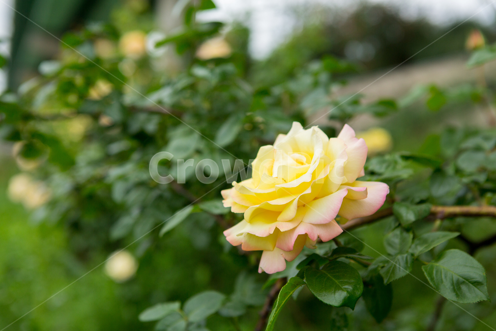 장미,장미꽃,여름,꽃,식물,5월,로즈데이,자연,nature,summer,rose,flower,노란색,노란장미,식물,자연,plants,nature,꽃,flower