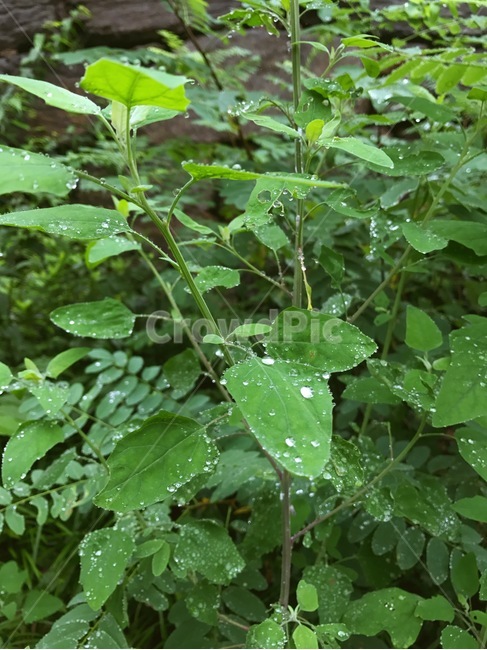 식물,plant,leaf,잎,물방울,waterdrop