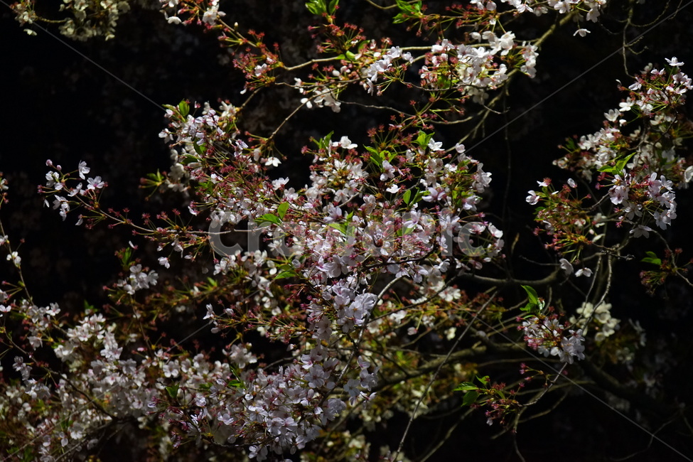 	벚꽃,야경,봄,꽃,벚꽃놀이,봄,계절,spring,season,식물,자연,plants,nature,꽃,flower,plant