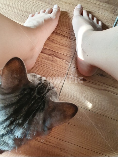 cat,집냥이,코숏,코리안숏헤어,반려동물,간택,발도장,집사,가족