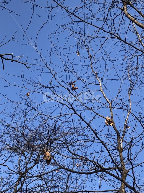 겨울,산,winter,mountain,tree,나무,plant,식물,treetrunk,나무줄기,겨울하늘,겨울산,나뭇잎,하트나뭇잎,잎