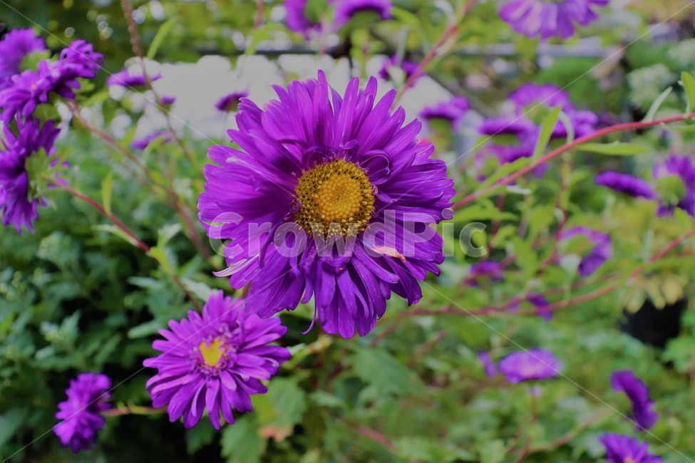 plant,식물,daisies,데이지,flower,blossom,꽃,자연,아름다움,보라색,purple