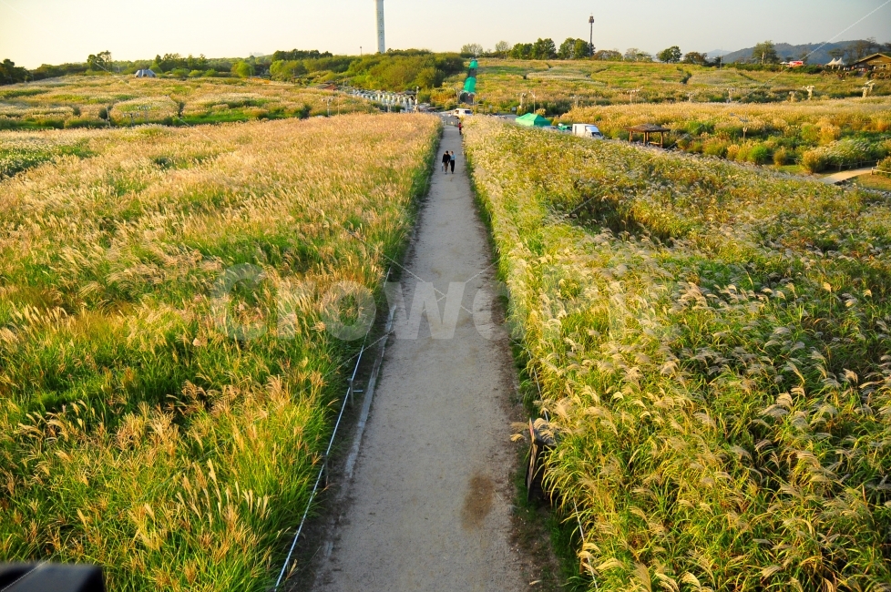 한국,서울,상암동,하늘공원,억새풀,갈대,갈대밭,억새풀밭,길,풍경,배경,korea,seoul,skypark,sky,park,silvergrass,reed,garden,path,road,background,landscape,자연,풍경,nature,landscape,사람,인물,인간,human,person,연인,커플,사랑,lover,couple