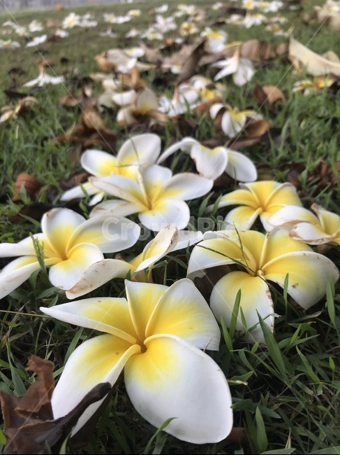 플루메리아,자연,꽃,신비,아름다움,사랑,식물,자연,plants,nature,꽃,flower