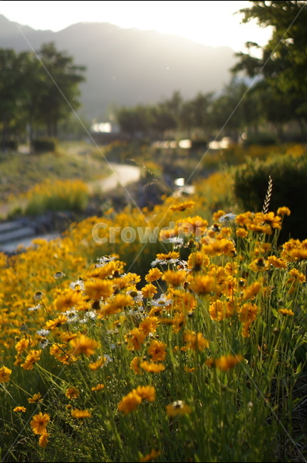 금계국,꽃,노랑,햇살,빛,오후,식물,자연,plants,nature,꽃,flower