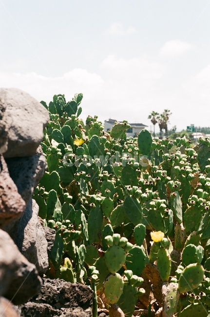 제주,선인장,백련초,선인장꽃,돌담,풍경,식물,자연,plants,nature