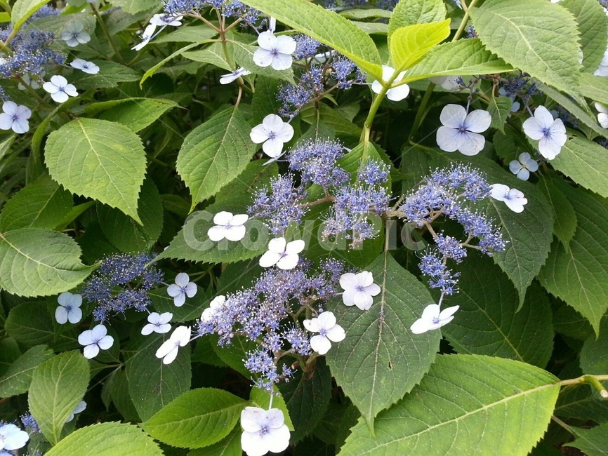 수국,꽃,봄,봉우리,탐스럼