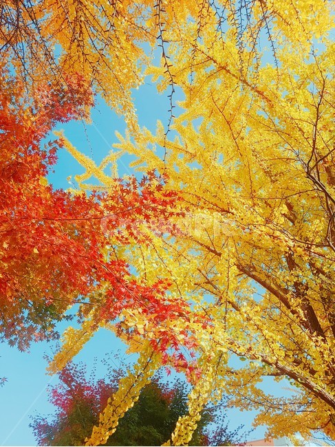 가을,단풍,단풍나무,fall,maple,가을,계절,fall,autumn,season,자연,풍경,nature,landscape,tree,나무,plant,식물,leaf,잎