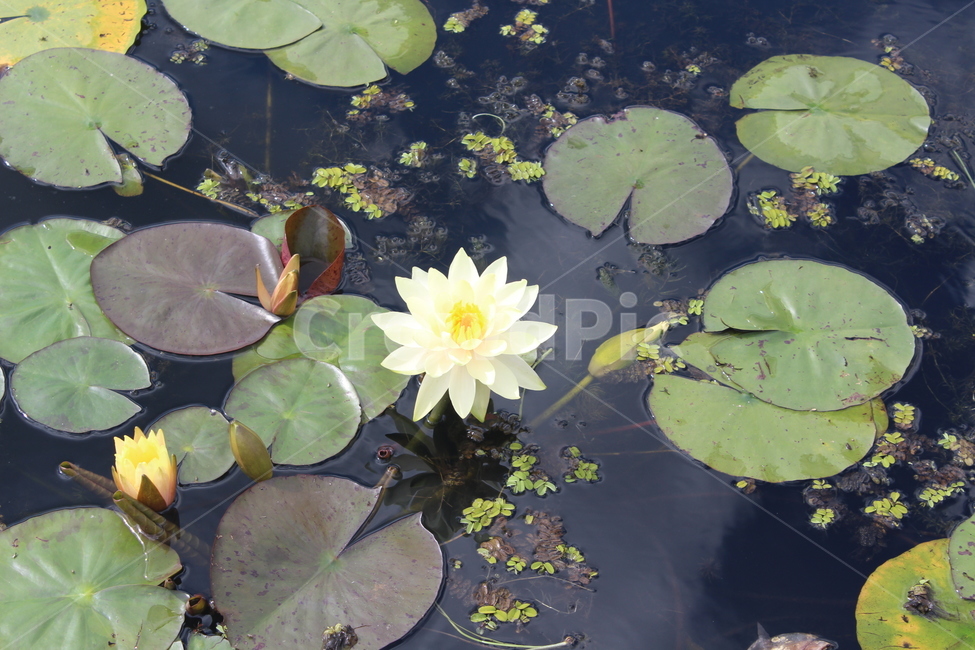 plant,flower,blossom,꽃,수련,lily,식물,자연,plants,nature,꽃,flower