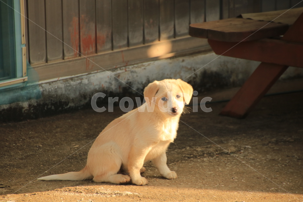강아지,개,멍멍이,동물,겨울,동물,animal,포유류,mammal,개,강아지,dog,doggy