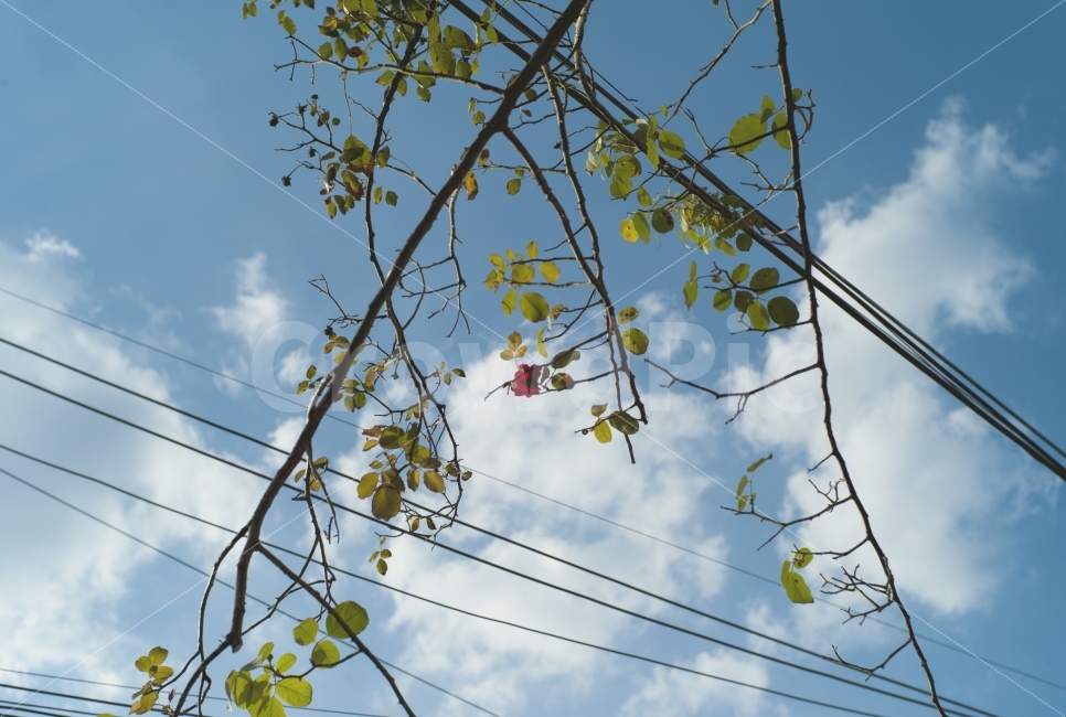 꽃,꽃사진,장미,하늘사진,하늘,감성사진,장미꽃,꽃한송이,식물,자연,plants,nature,꽃,flower