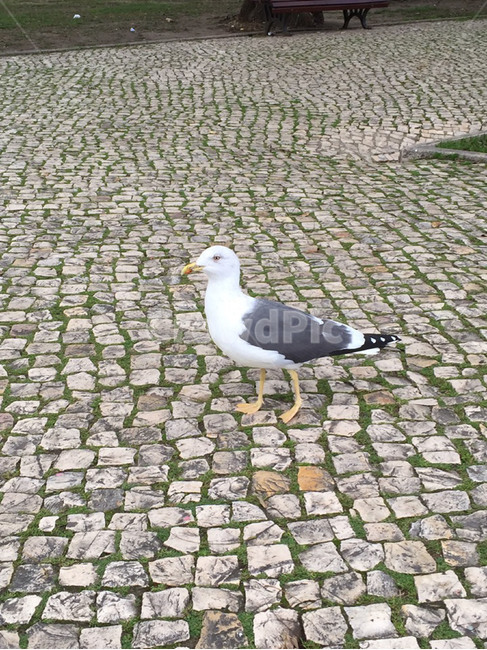 갈매기,새,commongull,동물,조류