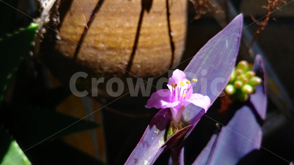 빛과그림자,자주달개비,닭의장풀,분홍꽃,뒷마당,spiderwort,dayflower,pinkflower,plant,식물,자연,plants,nature,꽃,flower
