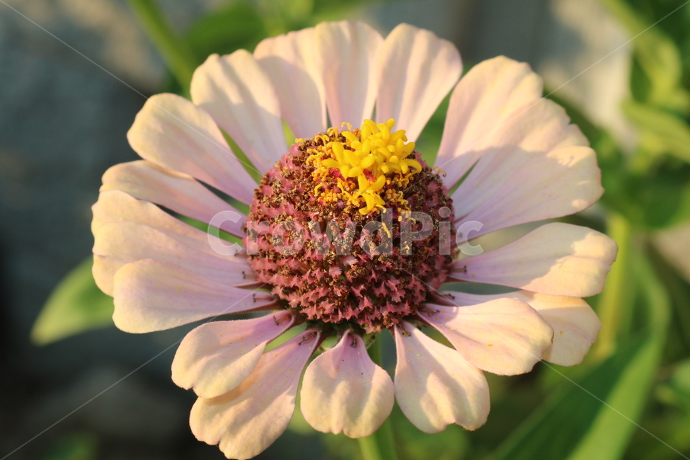백일홍,꽃,접사,자연,하얀색,식물,자연,plants,nature,꽃,flower