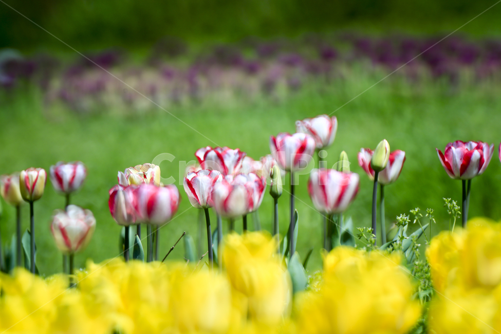 튤립,봄,감성,꽃,자연,식물,자연,plants,nature,꽃,flower