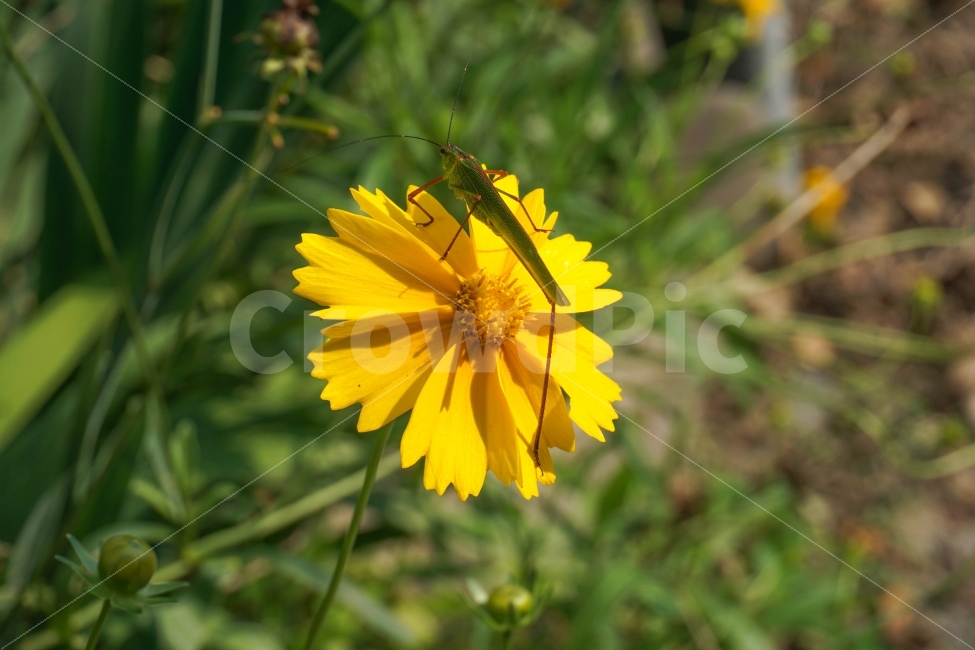 꽃,줄베짱이,줄이슬여치,곤충,가을,식물,노란색,식물,자연,plants,nature,꽃,flower,동물,animal,곤충,벌레,insect,bug