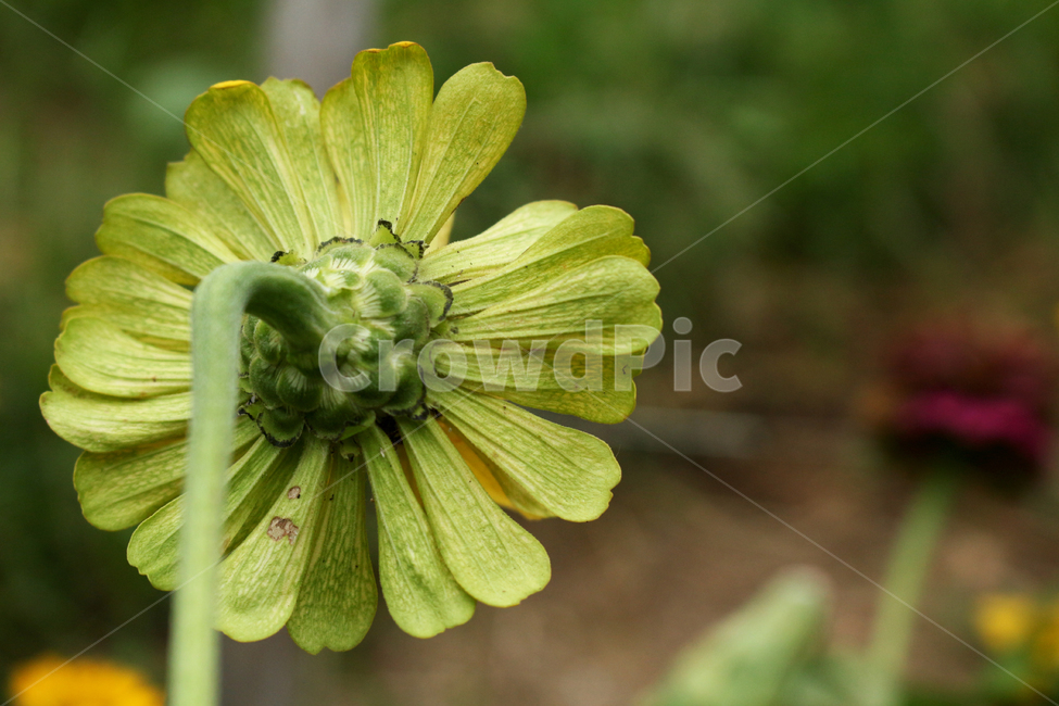 꽃,식물,flower,plant,야생화,식물,자연,plants,nature,꽃,flower
