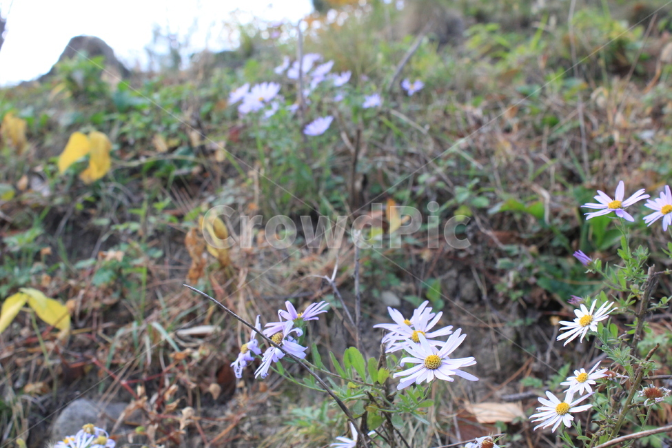 plant,식물,flower,꽃,blossom,자연,nature,꽃,flower
