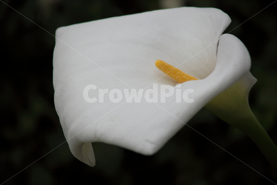 카라,칼라,카라꽃,꽃,식물,zantedeschiaaethiopicaflower