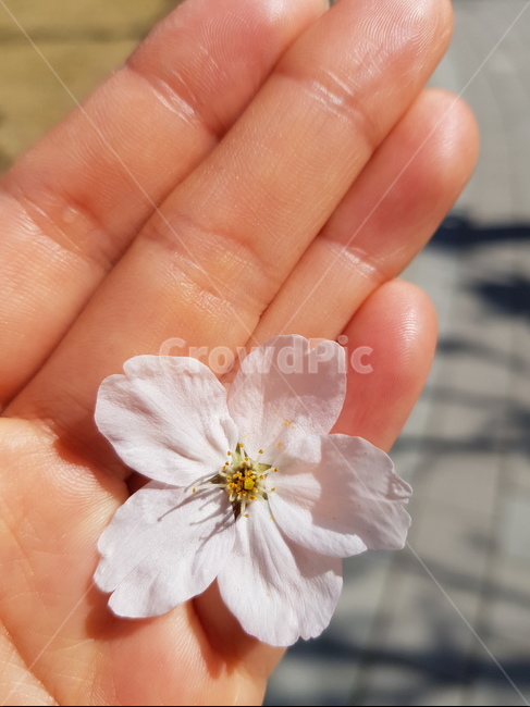 벚꽃,손위에벚꽃,봄날,봄,꽃잎,식물,plant,cherryblossom