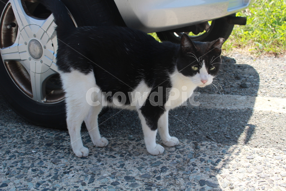 얼룩고양이,고양이,거리,그늘,검정고양이,cat,애완동물,동물,animal,포유류,mammal,고양이,cat,kitten,kitty
