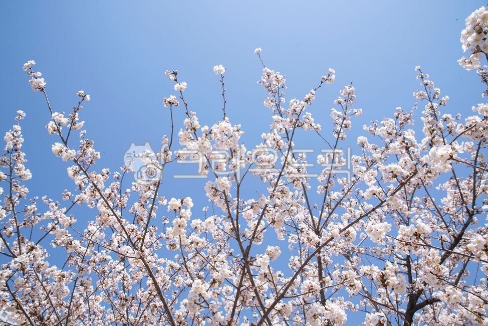 spring,spring flowers,Cherry Blossom,blossom,plant,Blossom,wide open,flower