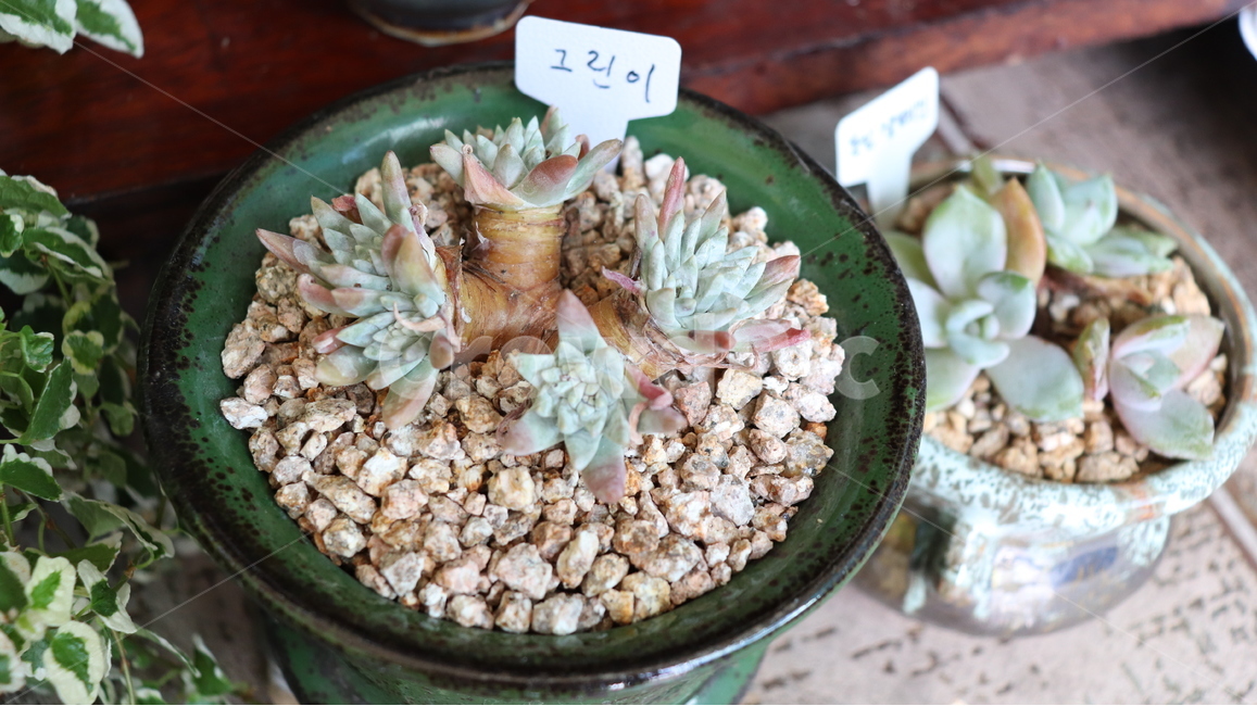 다육,다육이,식물,항아리,돌,실내용화초,화분,화초,house plant