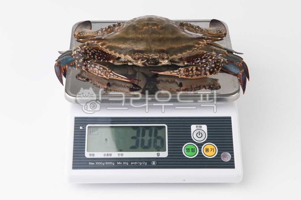 Crab,crab,creature,scale,weight,mart,discount,sale,fish market,white,one,fresh,alive,3kg