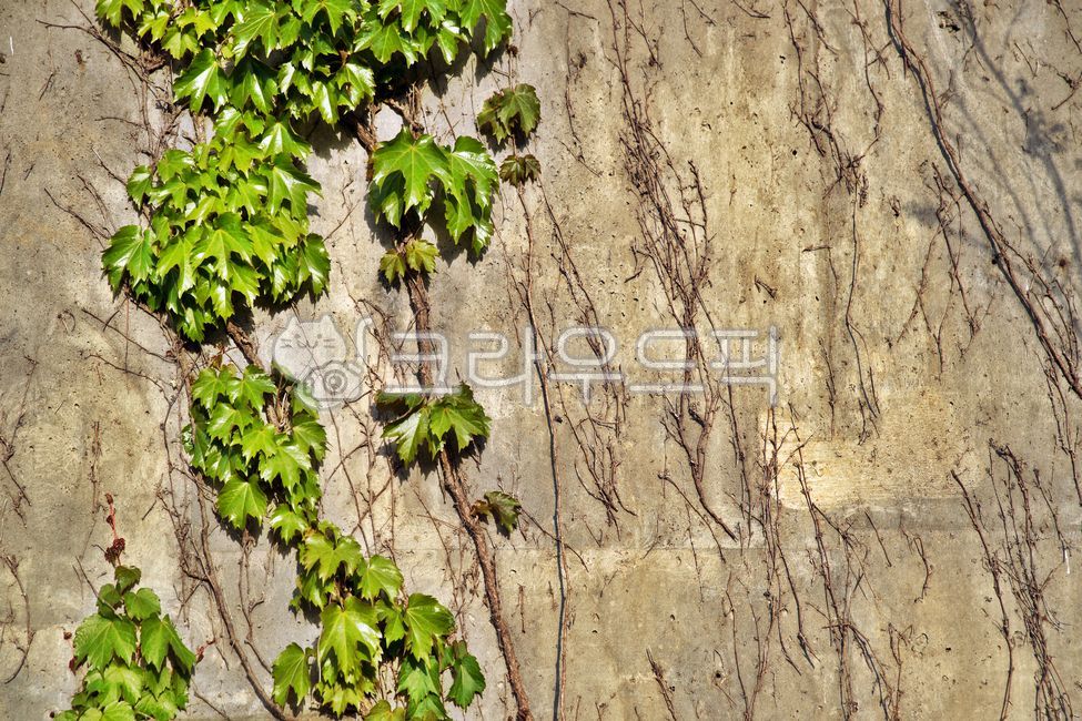 담쟁이,담,담장,덩굴나무,낙엽성관목