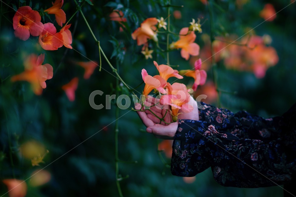 능소화,꽃,감성,인물,자연,원피스,손,감성사진,color,꽃,flower,사람,인물,인간,human,person,여성,여자,woman,female,lady,감성,sensible,feeling