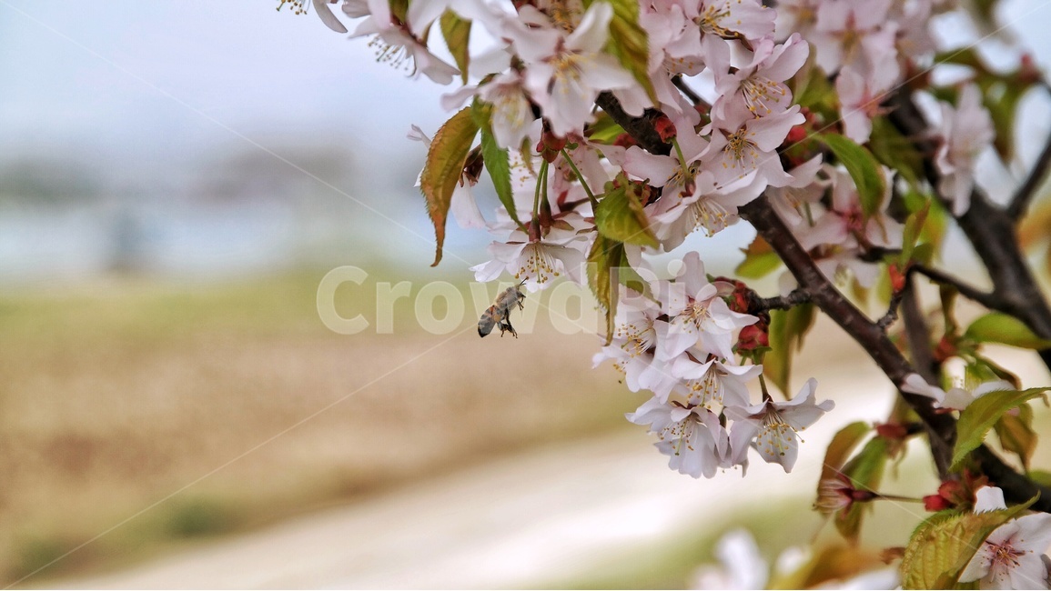 봄,꽃,벌,일꾼,계절,매화,꿀,자연,식물,곤충,활동,봄,계절,spring,season,식물,자연,plants,nature,꽃,flower,동물,animal,곤충,벌레,insect,bug,bee,invertebrate,무척추 동물,plant