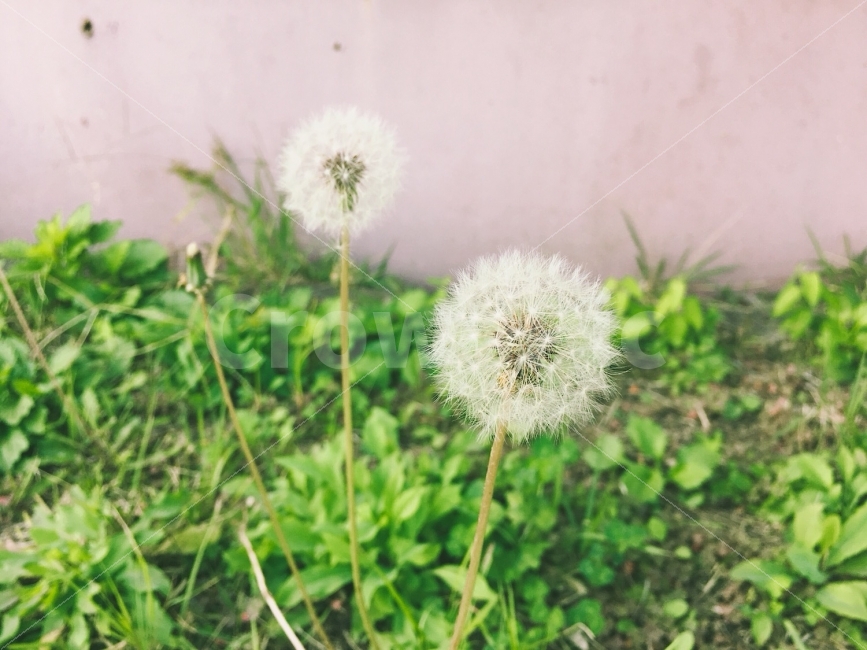 민들레,자연,사진,한국,산책,감성사진,가을,식물,꽃,flower,natural,photo,photography,korea,picture,fall,autumn,walk,가을,계절,fall,autumn,season,식물,자연,plants,nature,plant,blossom