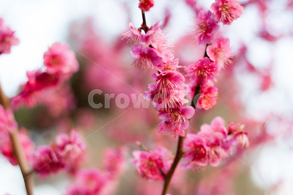 매화,홍매화,매화꽃,매화나무,분홍매화,봄꽃,봄,봄날,화단,봄화단꽃,자연,식물,plants,nature,flower,spring,아웃포커싱,공원,봄,계절,spring,season,식물,자연,plants,nature,꽃,flower,plant