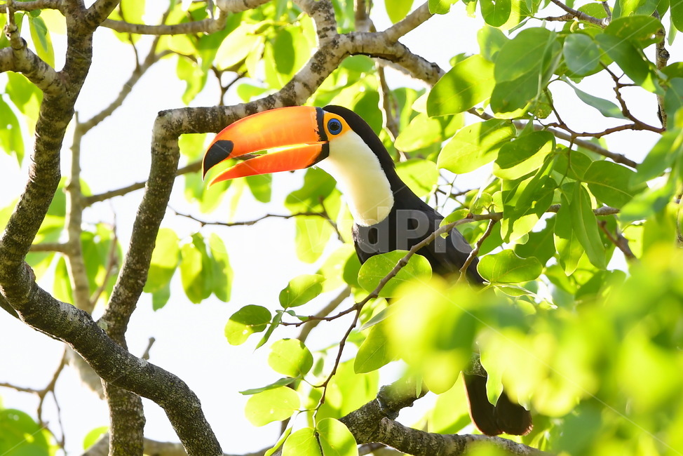 투칸,toucan,bird,큰부리새,토코투칸,동물,animal,조류,새,birds