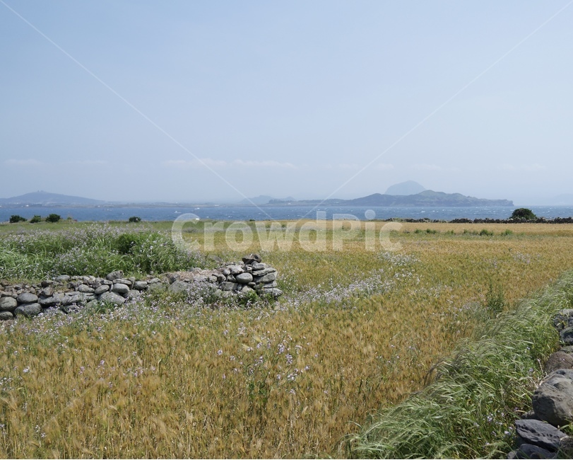 제주,풍경,보리밭,가파도,봄,청보리,봄,계절,spring,season,자연,풍경,nature,landscape,한국자연풍경,한국자연경관,korea nature landscape,제주도,jeju,jeju island,outdoors,옥외,grassland,목초지,field,들,grass,잔디,plant,식물