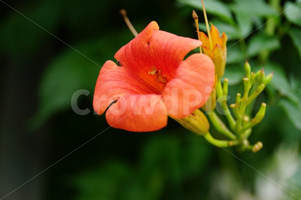 능소화,꽃,플라워,식물,자연,flower,nature,식물,자연,plants,nature,꽃,flower