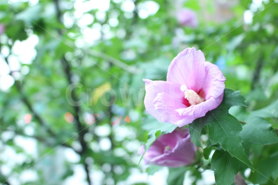 꽃,flower,무궁화,한국,korea,혜화,고개,돌담길,봄,식물,자연,plants,nature,꽃,flower