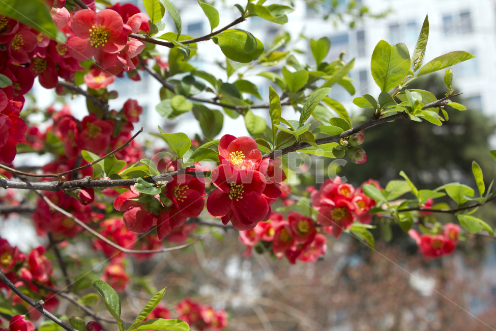 chaenomelesspeciosa,산당화,명자꽃,블러,아웃포커스,클로즈업,가지,나뭇가지,빨강,레드,빨간색,녹색,그린,초록색,나뭇잎,잎,잎사귀,꽃,플라워,생화,봄,봄꽃,실외,야외,공원,정원,나무,식물,자연,신선한